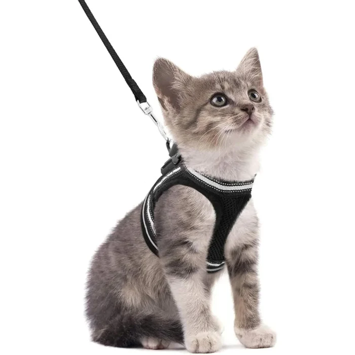 Cat Harness and Leash